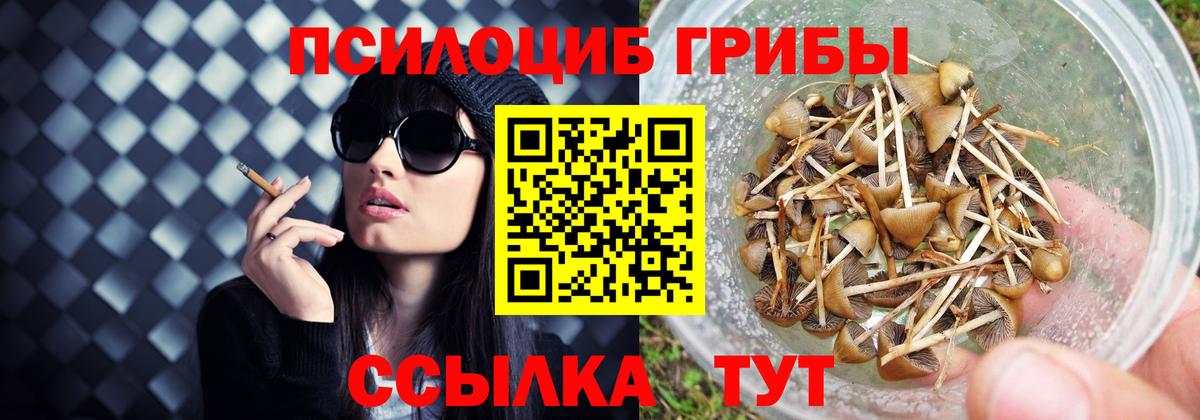 Псилоцибиновые грибы мицелий Новочеркасск